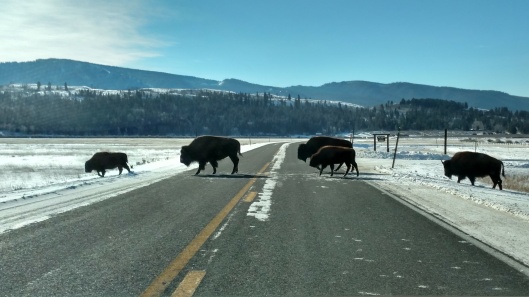 Bison crossing the Highway